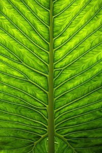 AC米兰客场逼平切沃，向胜利迈进